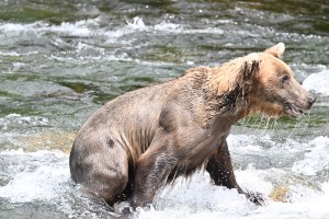 A bear coming out of a river with water streaming from his face and fur.