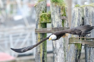 An eagle with wings fully spread out flying in front of harbor pilings.
